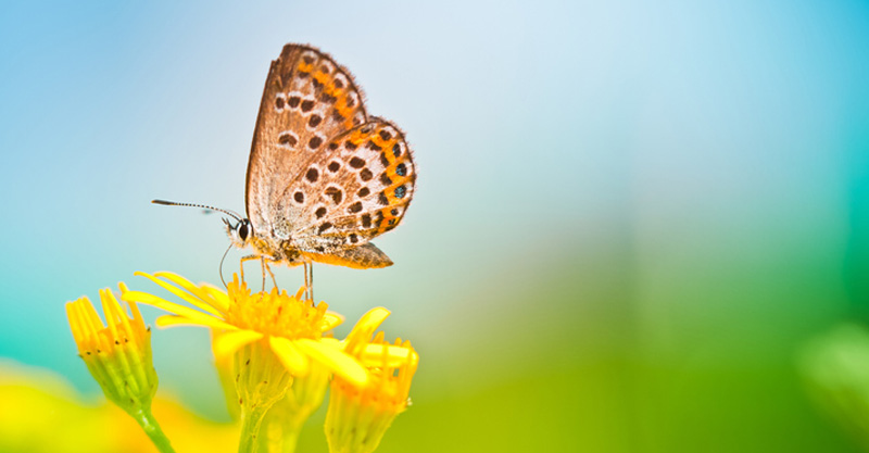 Spring Gardening Safety Tips